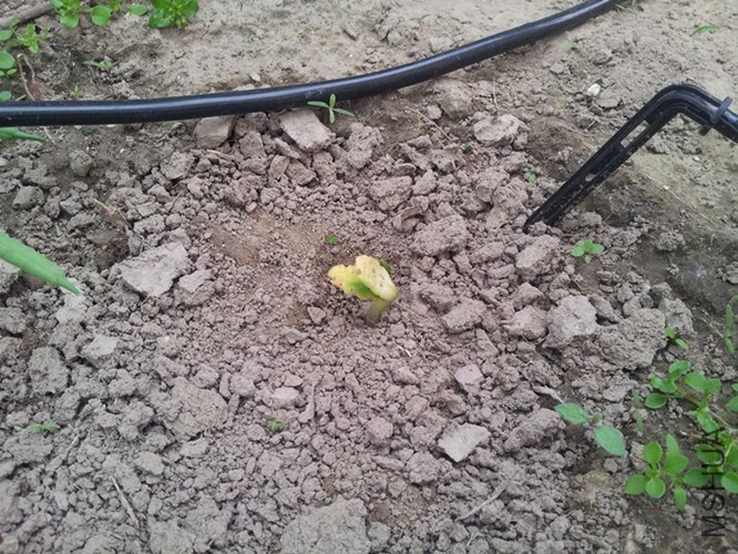 �³��ĺ�«��Ҳ�ǲ�ȱ��ȫ