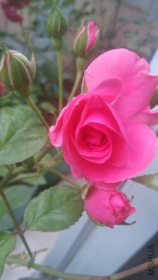 IMG_20140428_131626.jpg