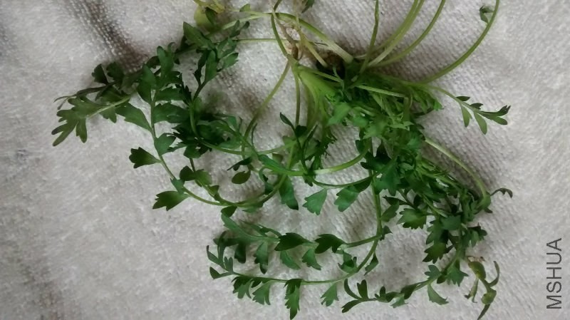 161104mqxoe7xxav0f7bqb.jpg