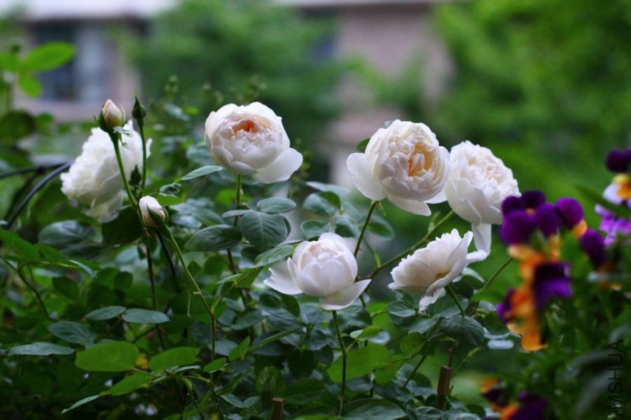 8af3d4160924ab180148b8b237fae6cd7a890b6a.jpg