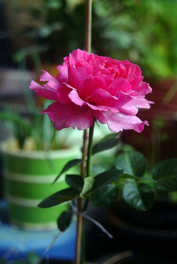 DSCF0692.jpg