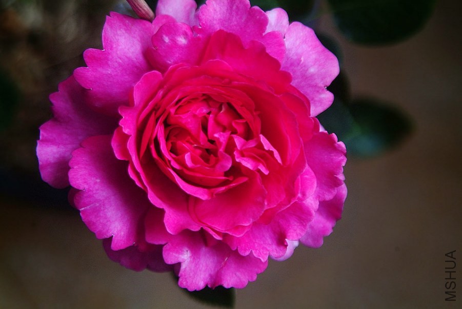DSCF0687.jpg