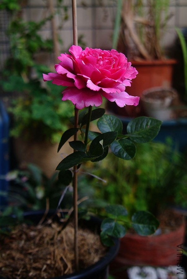 DSCF0619.jpg