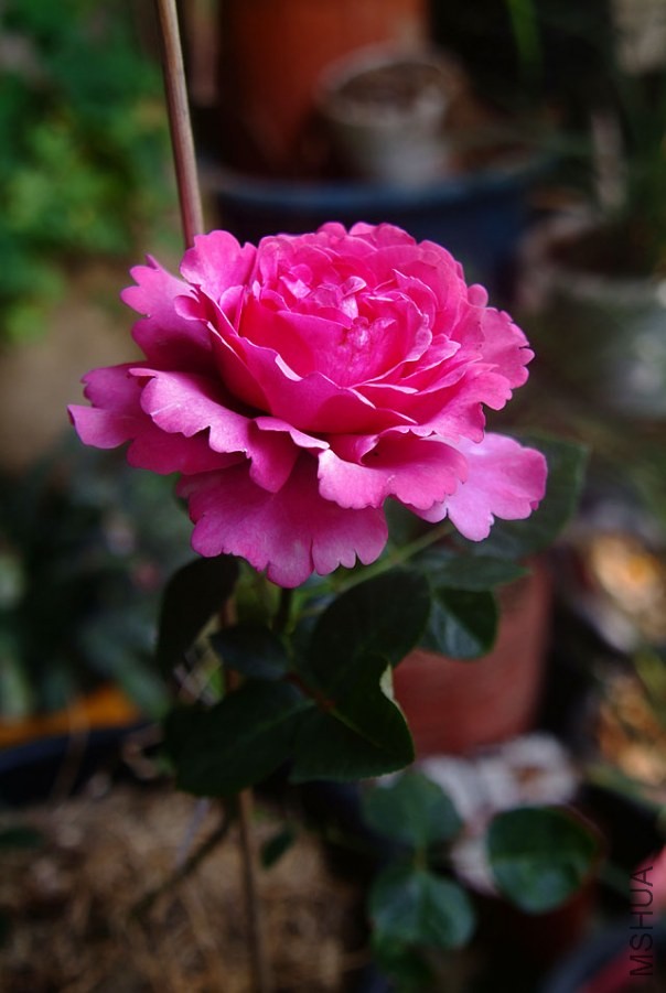 DSCF0612.jpg