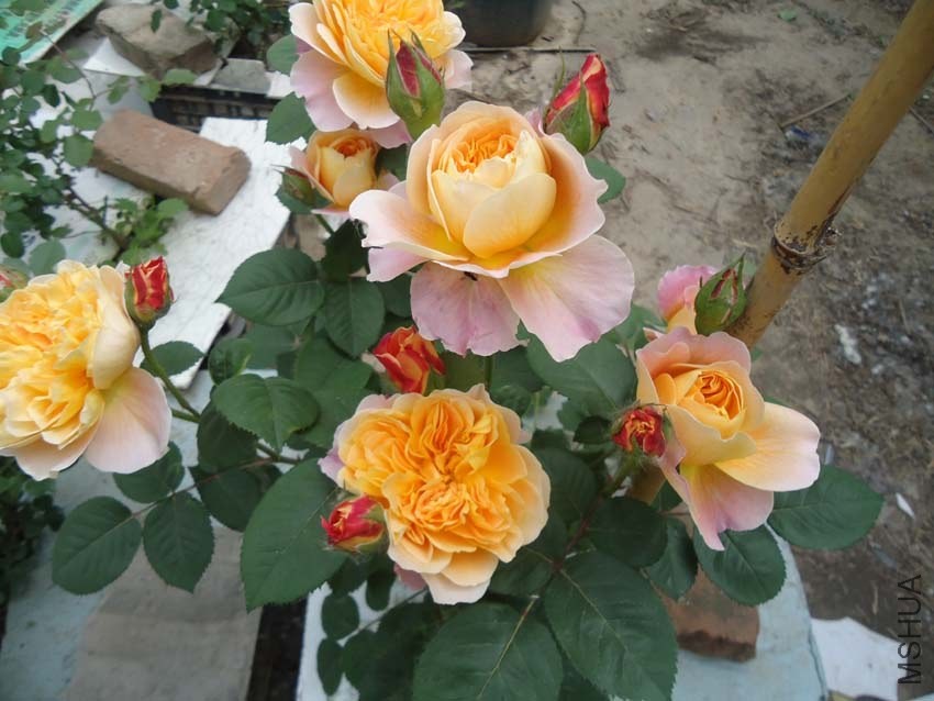 DSC00240.jpg