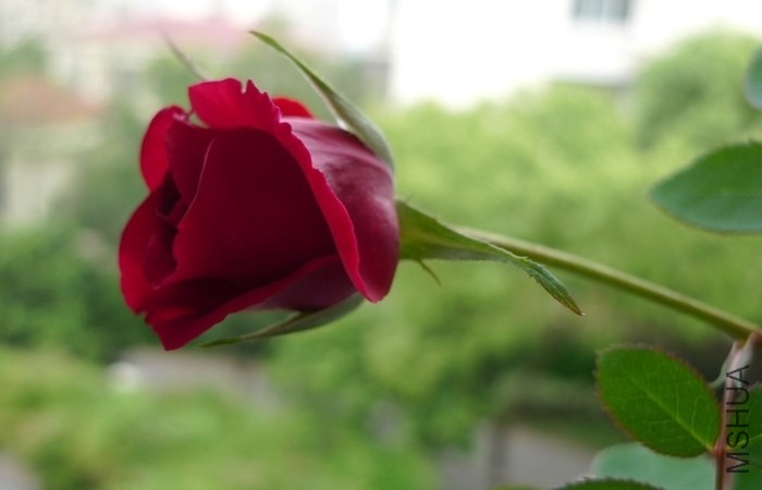 P1250542.JPG