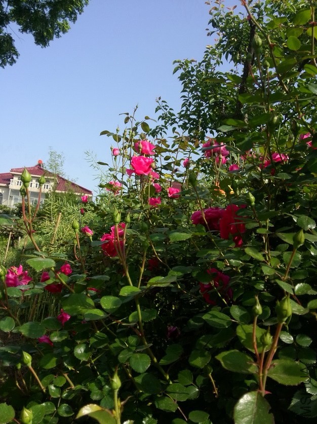 IMG20140503075512_������С_������С_������С.jpg