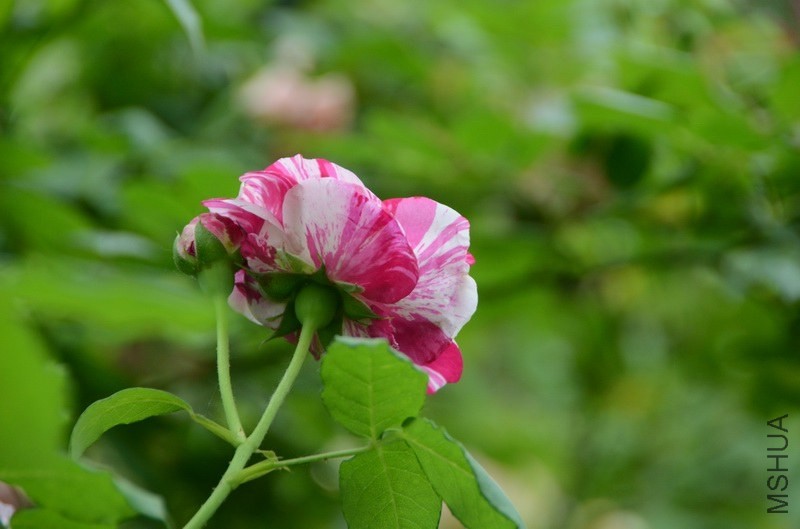 ������С USA_0511.jpg