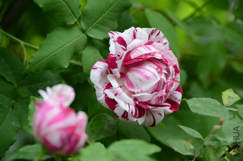 ������С USA_0508.jpg