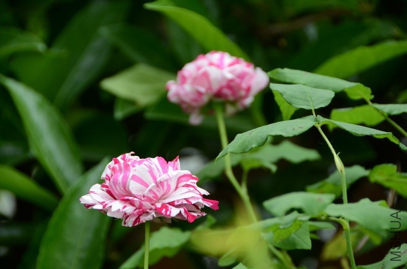 ������С USA_0510.jpg