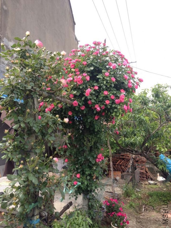 PIC_20140503_131751_DAE.jpg