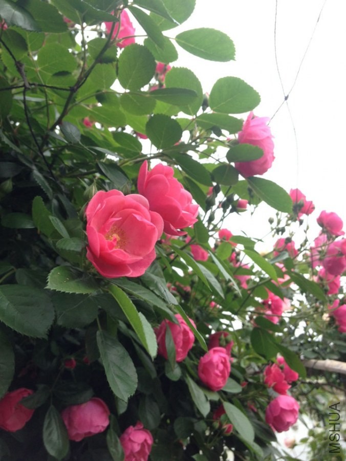 PIC_20140503_154702_5B7.jpg