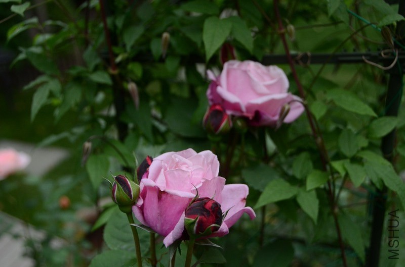 ������С USA_0485.jpg