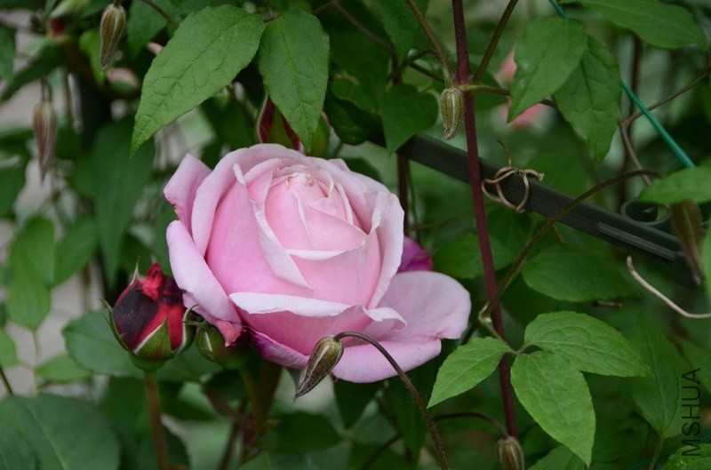 ������С USA_0486.jpg