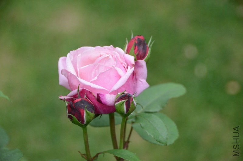 ������С USA_0492.jpg