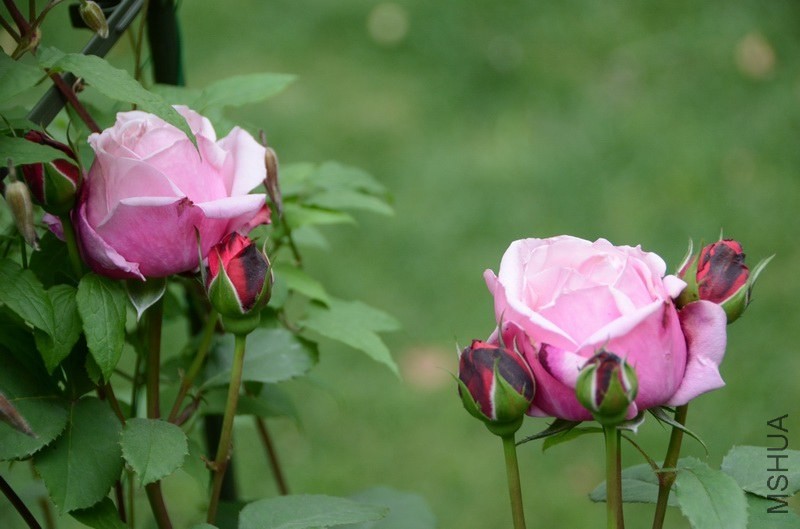 ������С USA_0494.jpg