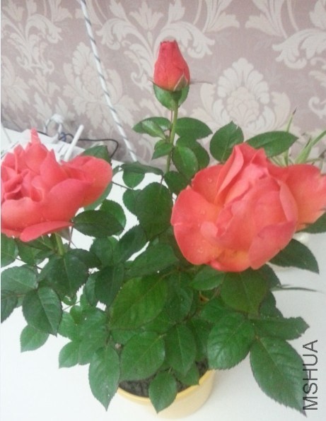 QQͼƬ20140503204118.jpg