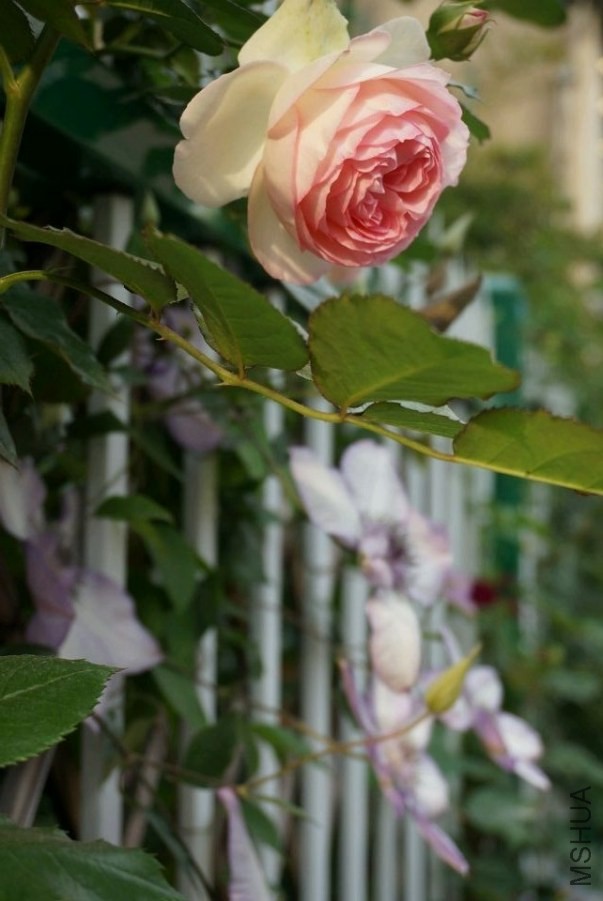 QQͼƬ20140503211951.jpg
