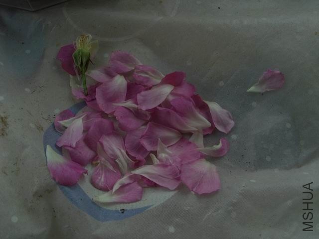 Ǿޱ2.JPG