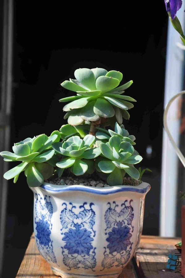 �ջ�ʯ�����ڶ��� ��������