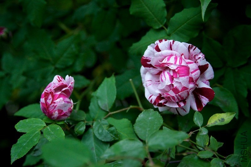 ������С SPR_9108.jpg