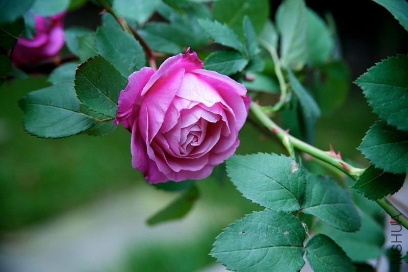 ������С SPR_9098.jpg