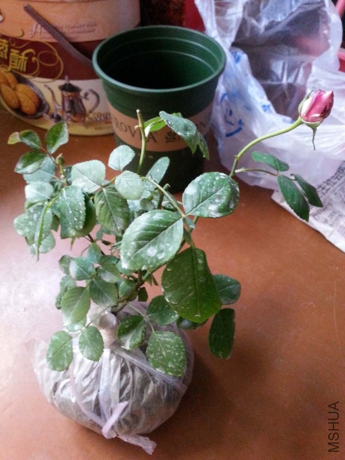 20140430_122135-s.jpg