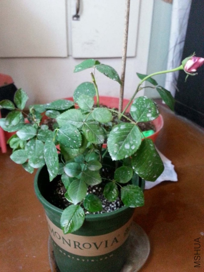20140430_124256-s.jpg