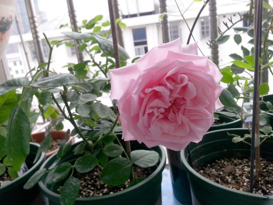 20140503_072418-s.jpg