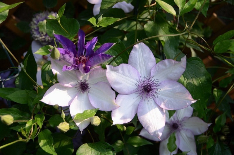 ������С ������С USA_0340.jpg