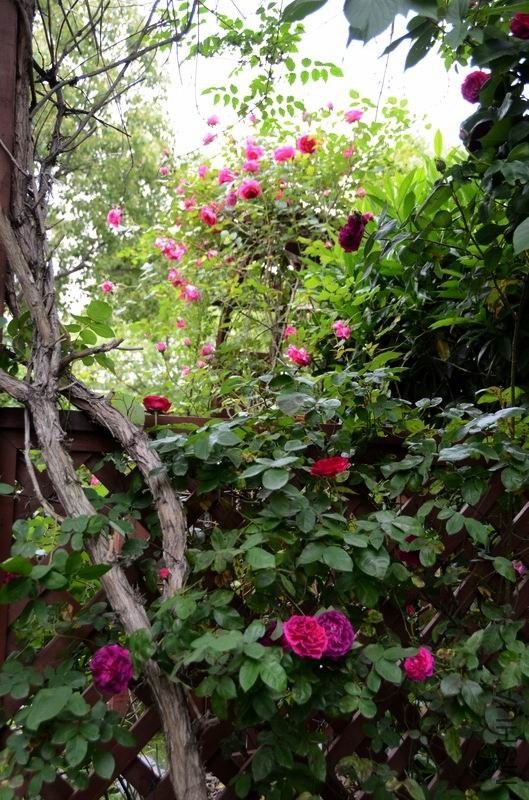 �����ع� ��ת ������С USA_0523.jpg