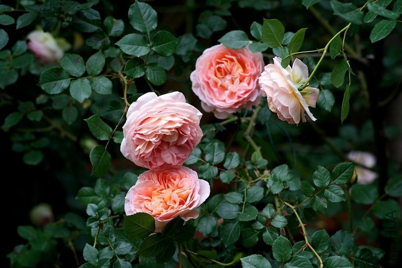 ������С SPR_9262.jpg