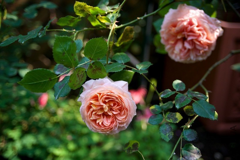 ������С SPR_8839.jpg