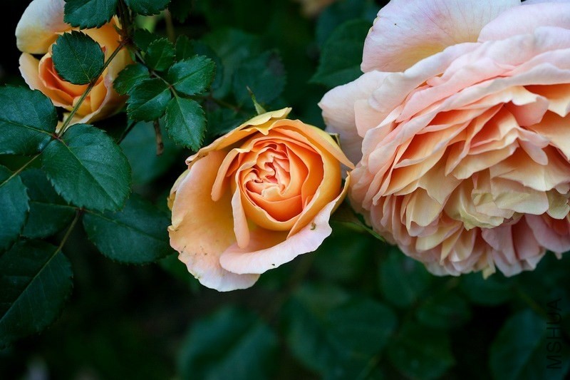 ������С SPR_8992.jpg