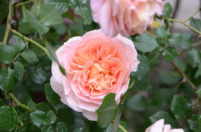 ������С USA_0462.jpg