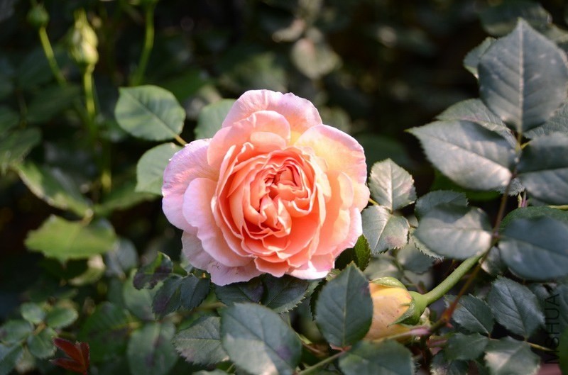 ������С USA_0332.jpg