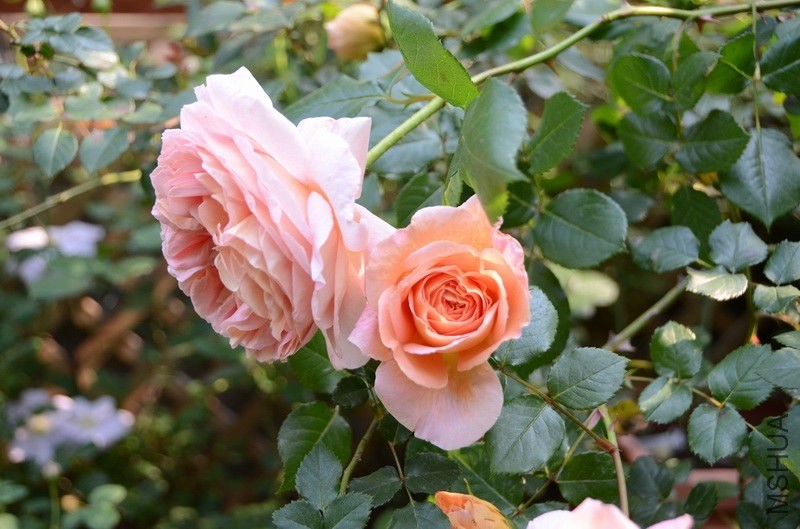 ������С USA_0334.jpg