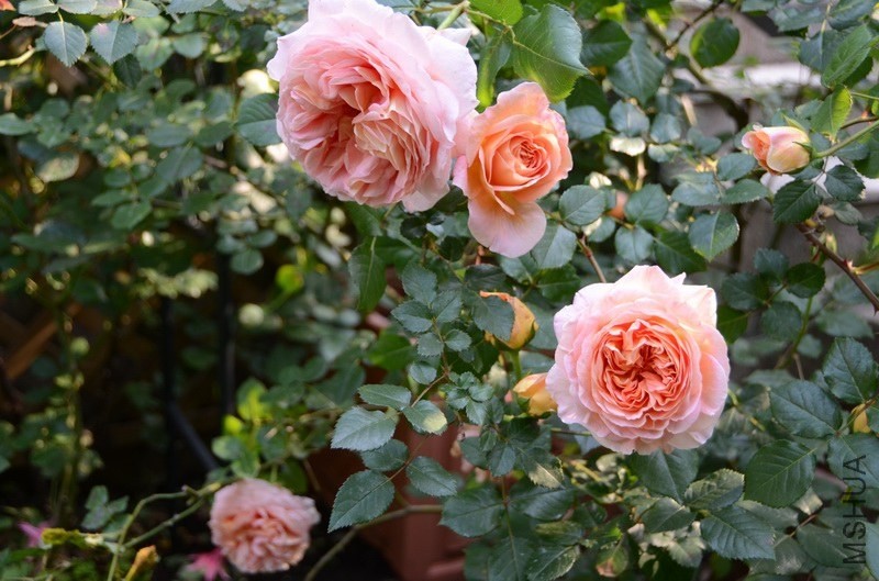 ������С USA_0335.jpg