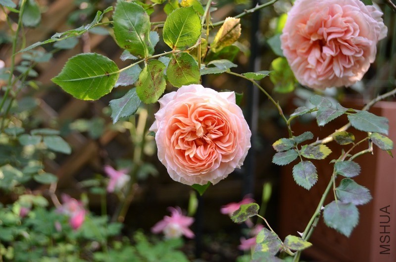 ������С USA_0336.jpg