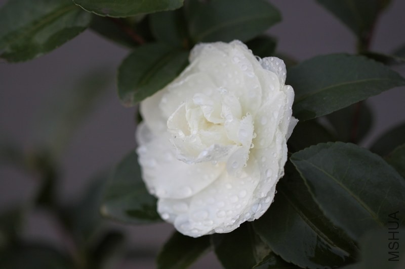 IMG_6636.JPG
