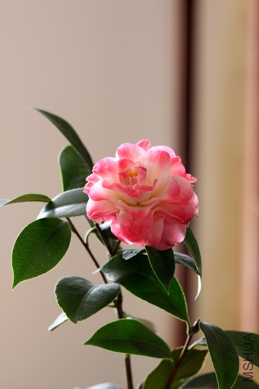 IMG_8588.JPG