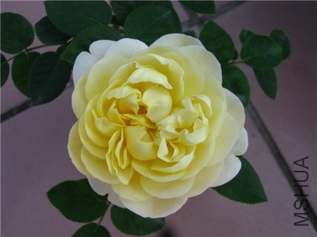 IMG_4145.jpg