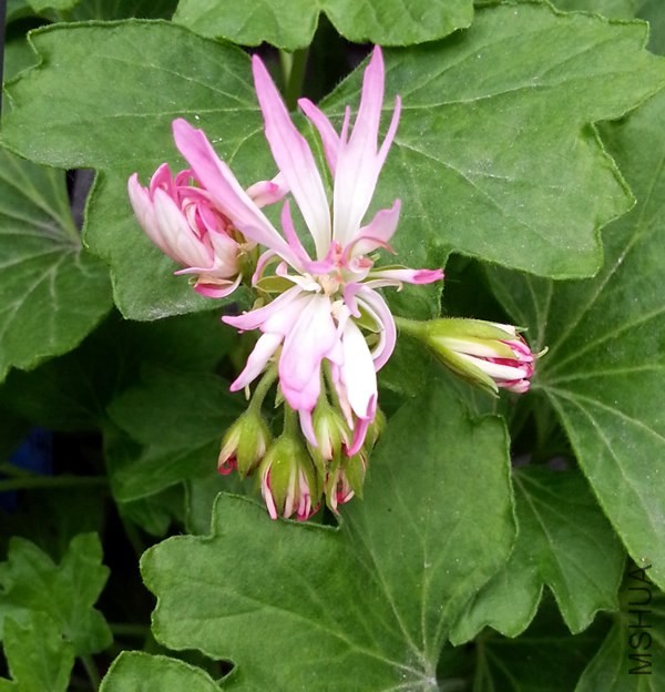 ���ÿ���Win Ellison20140504.jpg