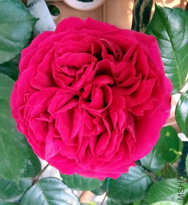 ��ɫ��ɳ��ʯ20140504A.jpg