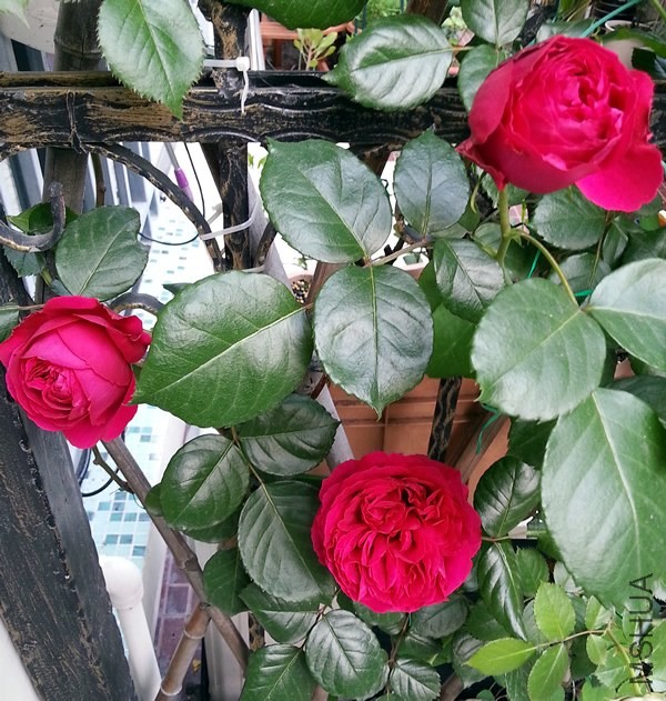 ��ɫ��ɳ��ʯ20140504B.jpg