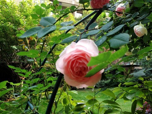 ���ͻ�ɫ��������