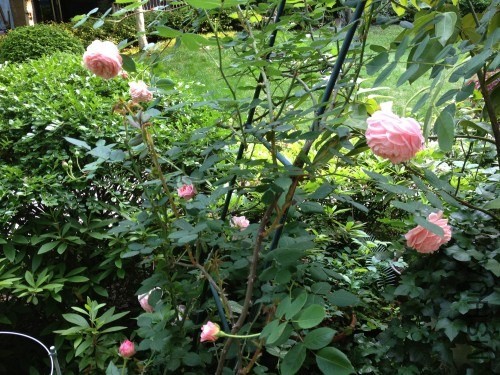 ��֦��û������������