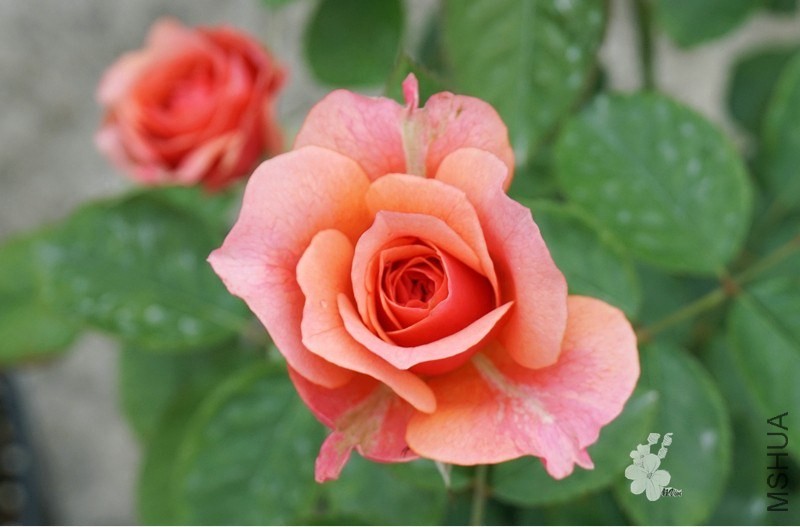 QQͼƬ2014050413.jpg