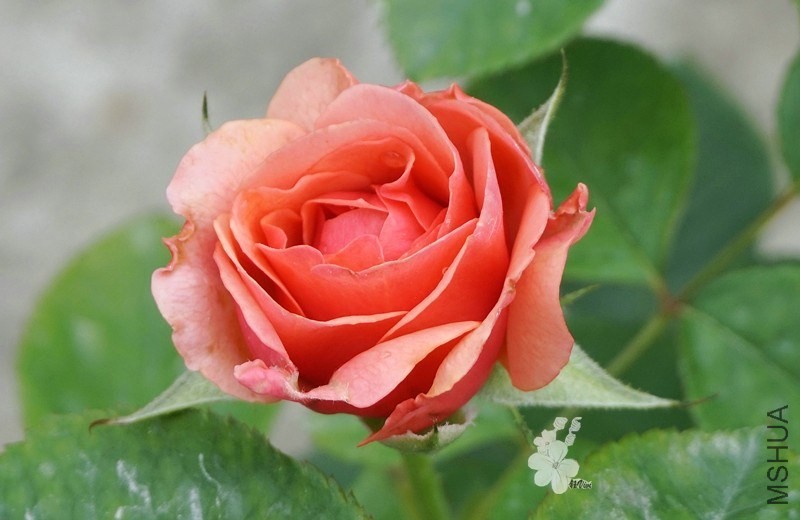 QQͼƬ20140504132124.jpg