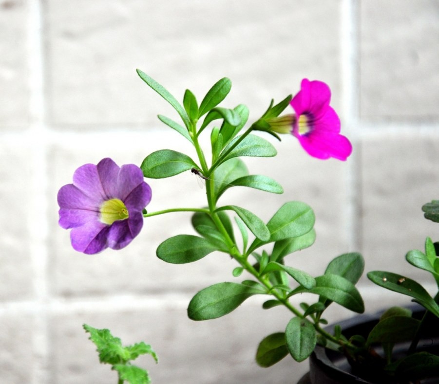 DSC_4639_����.jpg